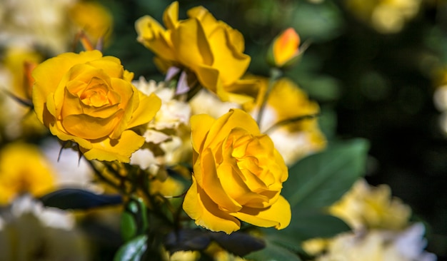 バラ植物の花色ホルンブラ