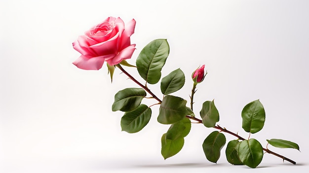 Rose plant on white background