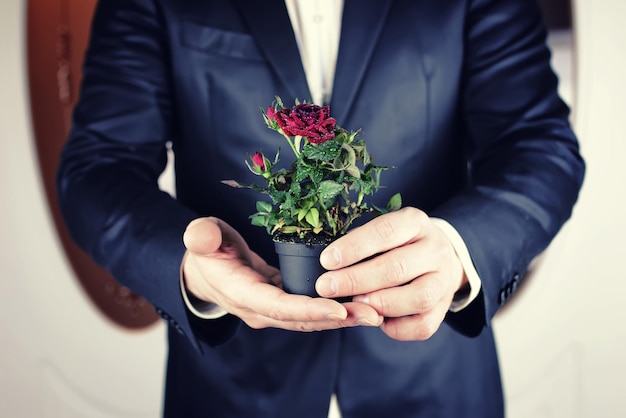 Rose in a pot man hold in hand