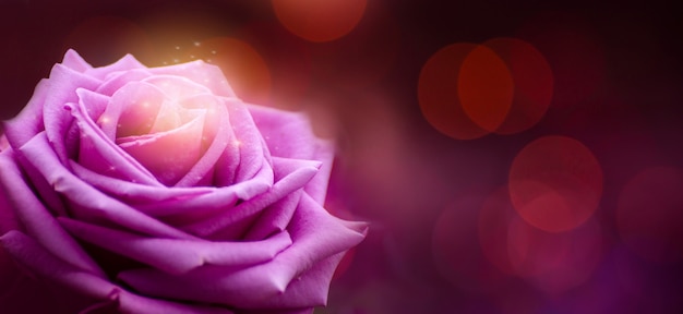 Photo rose purple red valentines day bokeh banner