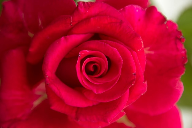 Rose red alone closeup