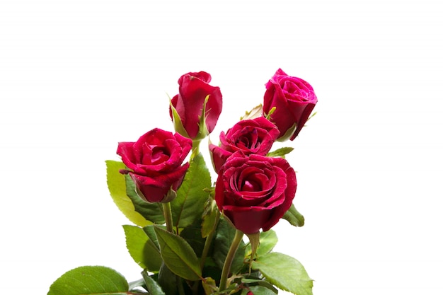 Rose red flower isolated studio shot on white