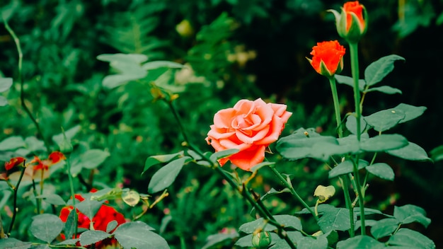 Photo rose and rose buds