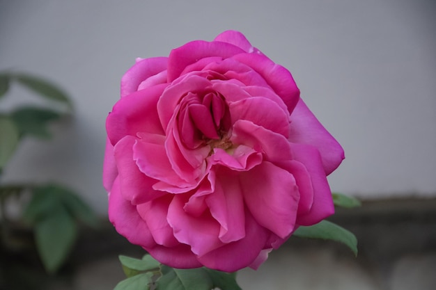 Rose Rosebud close up on a blurry background