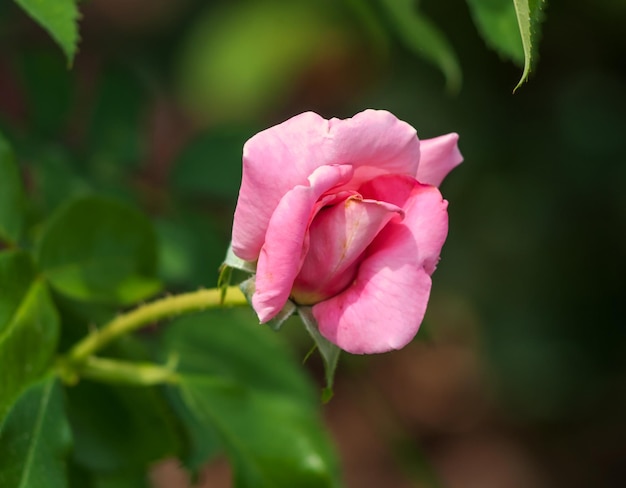 高さ2メートルまでのピンクの家族の茂みの植物の属と文化的形態のローズローズヒップ