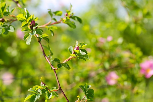 庭の夏の春のバラのローズヒップの茂み