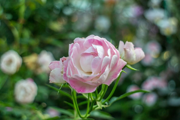 Rose in the Royal Park Rajapruek