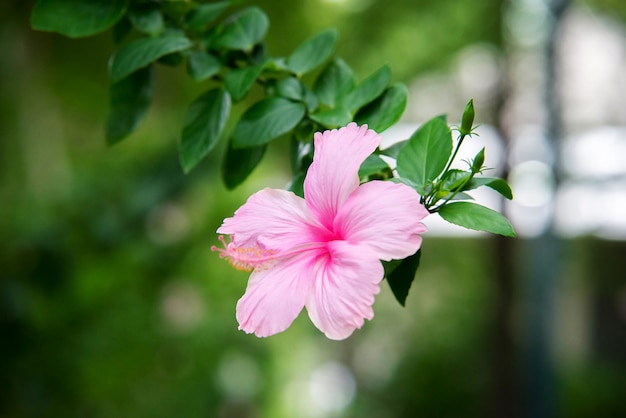 Photo rose of sharon