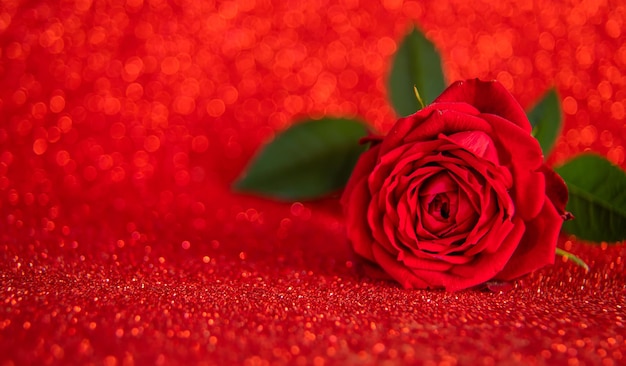 Rose on a shiny background. Selective focus. Valentine.