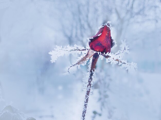 雪の中でバラ氷のような明るいバラ赤いバラと凍った葉