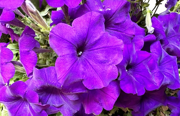 ローズ サーフィニアの花