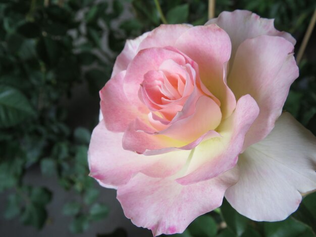 Foto la rosa simboleggia la bellezza e l'amore