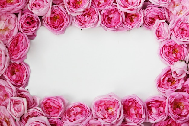 Rose tea roses lined with a frame, copy space