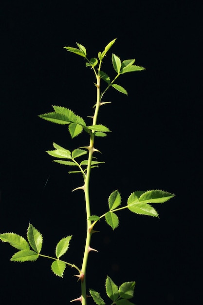 Spina di rosa su sfondo nero