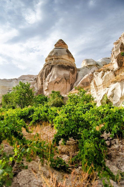 Rose valley Goreme Cappadocia Turkey in summertime