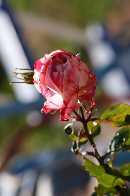 Photo rose in various shades of pink