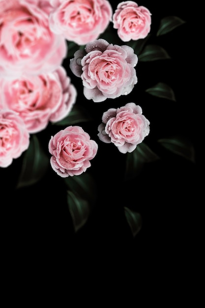  Rose Vintage Flowers for design  background 