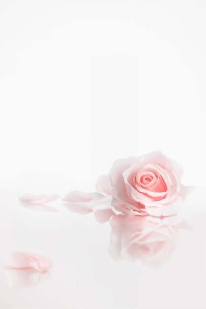 ピンクの背景に商品を展示する製品ディスプレイ用のバラの壁紙