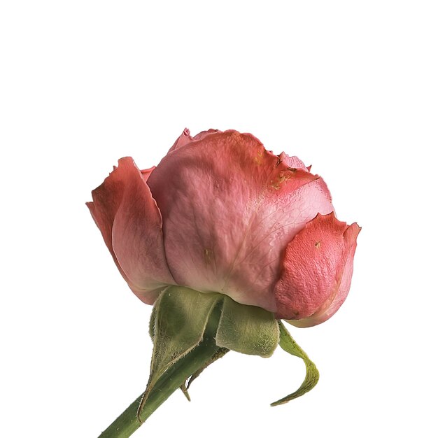 rose white background / isolated bud of red rose flower