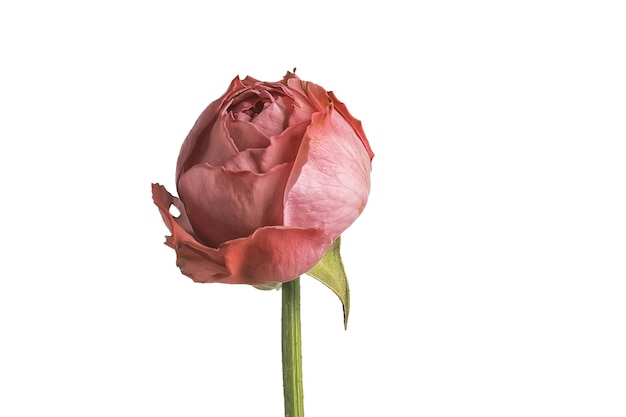 Photo rose white background / isolated bud of red rose flower