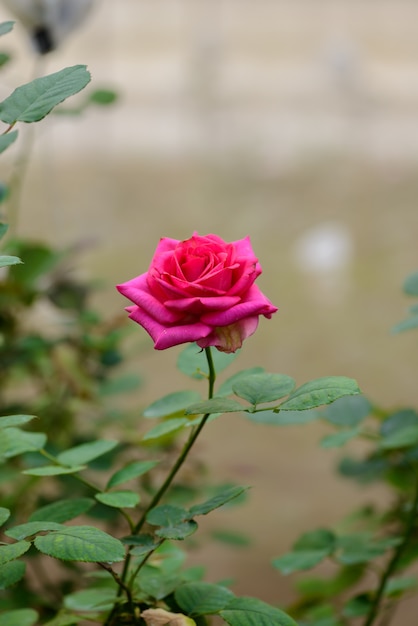 Rose with buds in a romantic flower garden. 