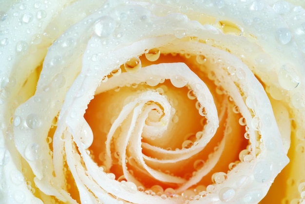 Rose with drops