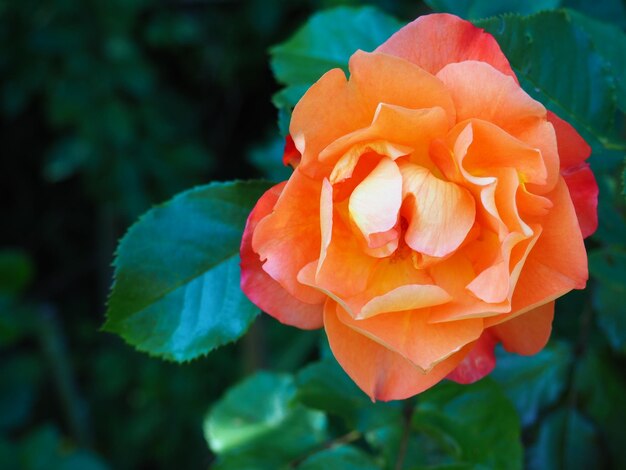 Photo a rose with a green leaf in the background