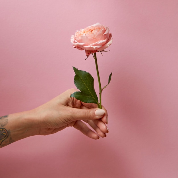 Rose with green leaves in the hand of a woman around a pink background with space for text present