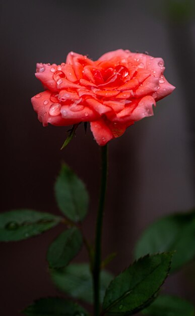 花びらに雨の滴が付いているバラダマスカスのバラという名前の小さなバラ花びらと花の層を示す古いバラの色自然の光の屋外