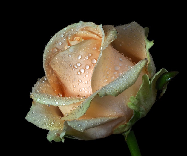 A rose with water drops on it and water droplets on it.