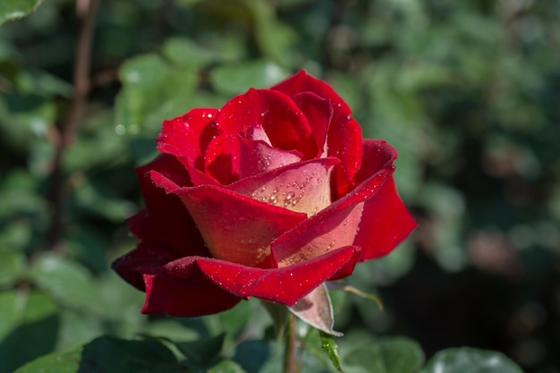 Rose with water drops on it