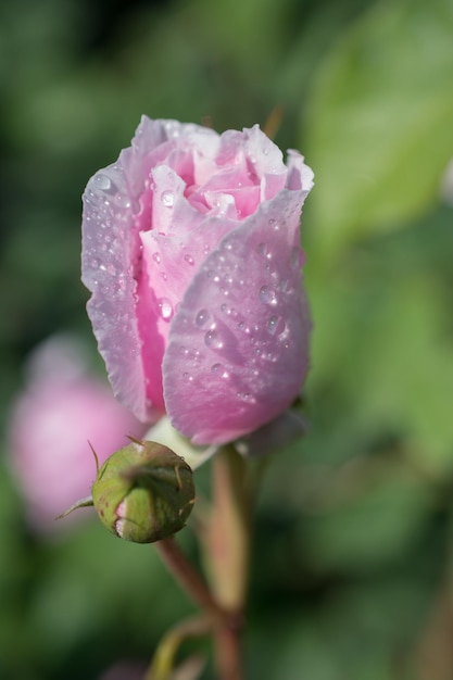 Rose with water drops on it