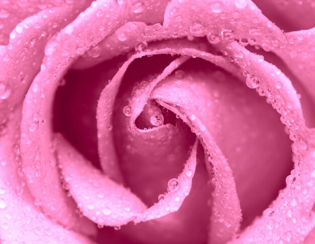 Rose with water drops