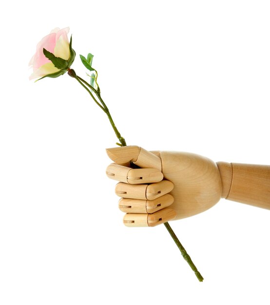 Photo rose in wooden hand isolated on white