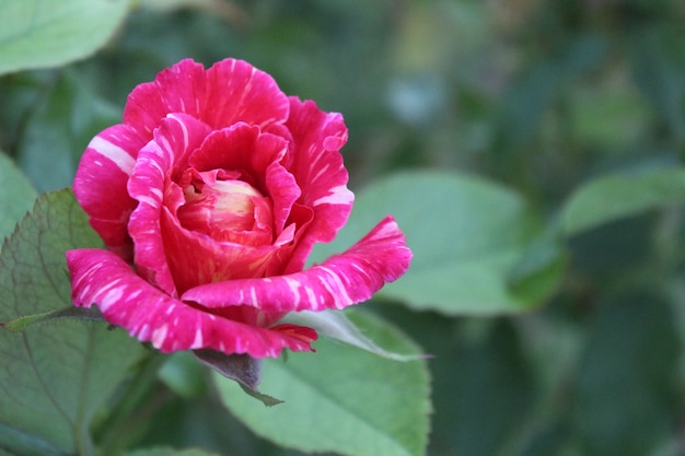 Rosa