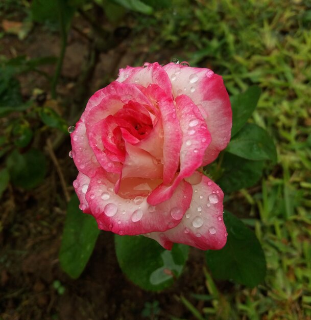 Photo rose