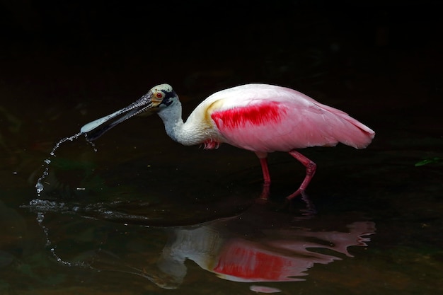 Foto spatola rosea nel buio della foresta