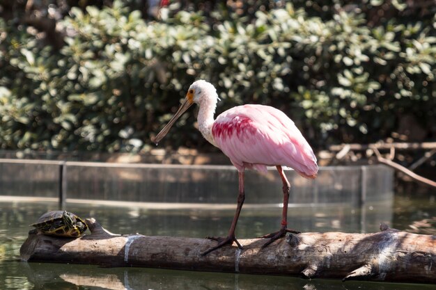 Roseate spoonbill 