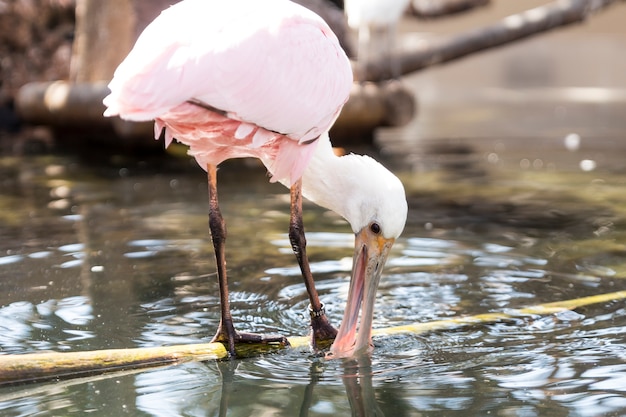 Roseate spoonbill 