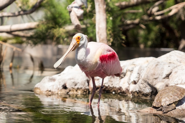 Roseate spoonbill 