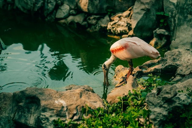 Photo roseate spoonbills platalea ajajastanding near water