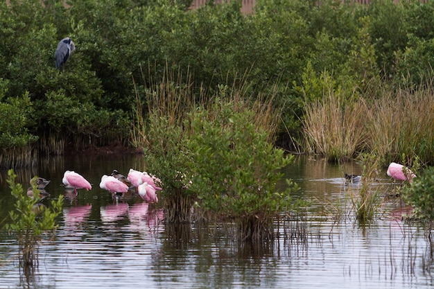 Roseate spoonhill in natural habitat on South Padre Island, TX.