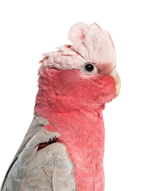 Rosebreasted Cockatoo 2 years old isolated on white