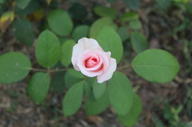 Rosebud