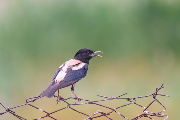 Одинокий самец розового скворца Sturnus roseus сидит на проволоке с открытым клювом