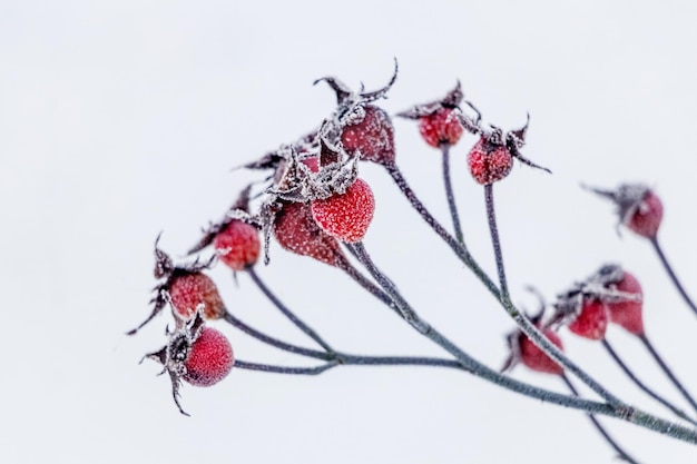 Rosehip berries covered with frost on a bush in winter in sunny weather