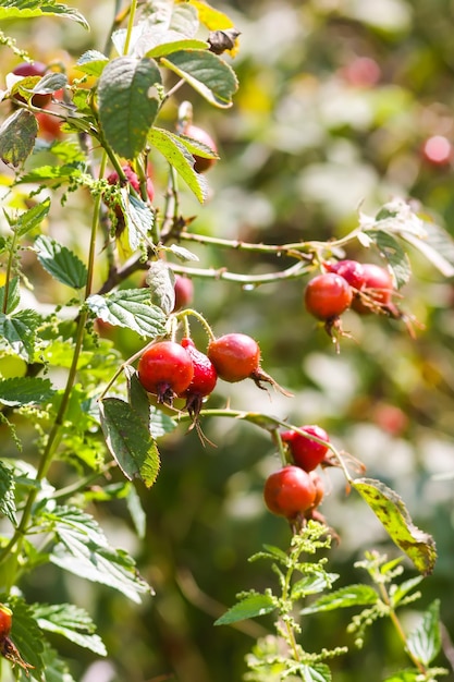 Rosehip berries on the twigs Medical plant