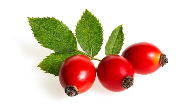 Rosehip berries with leaves