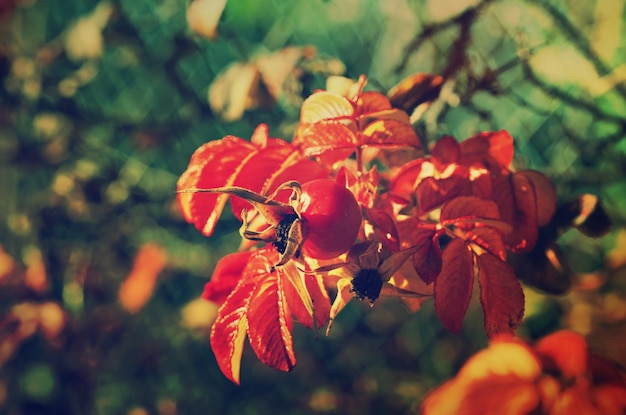 Rosehip berries