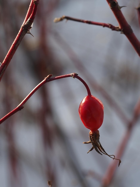 rosehip berry against the background of a winter forest